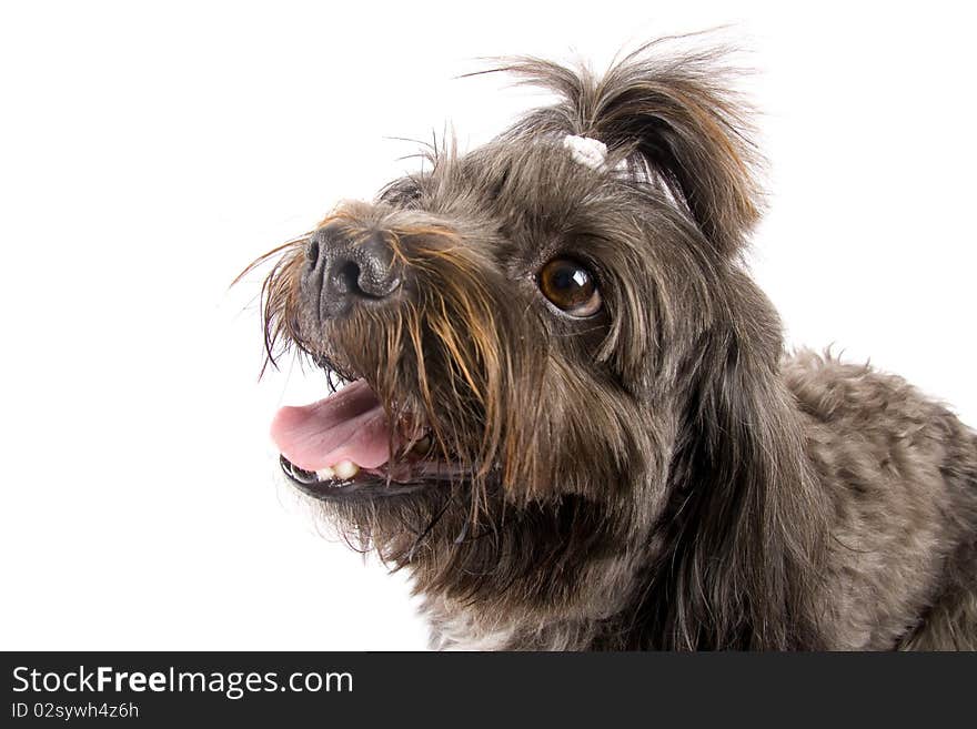 Picture of a curious black bichon over white background