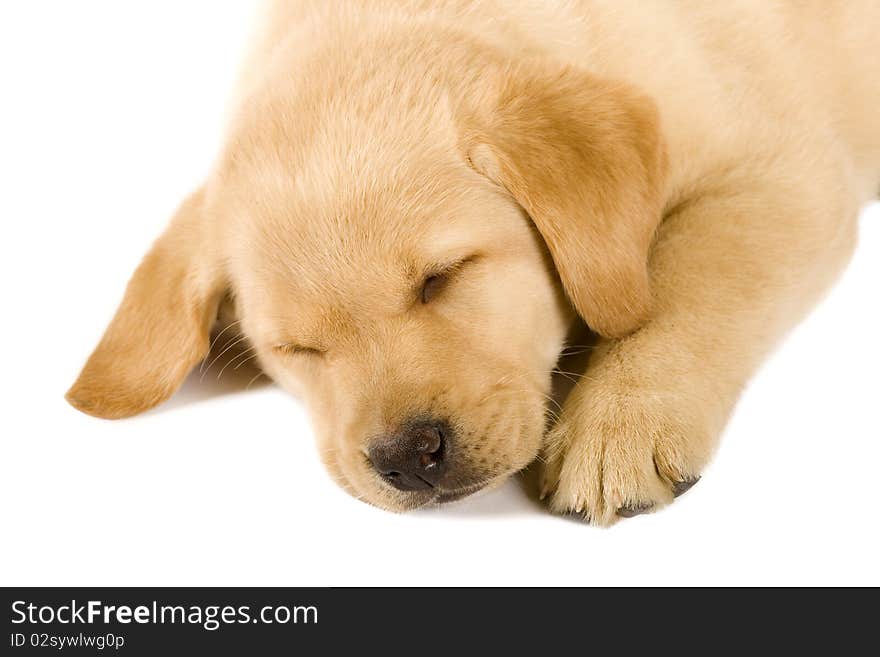 Sleeping Labrador retriever puppy against white background