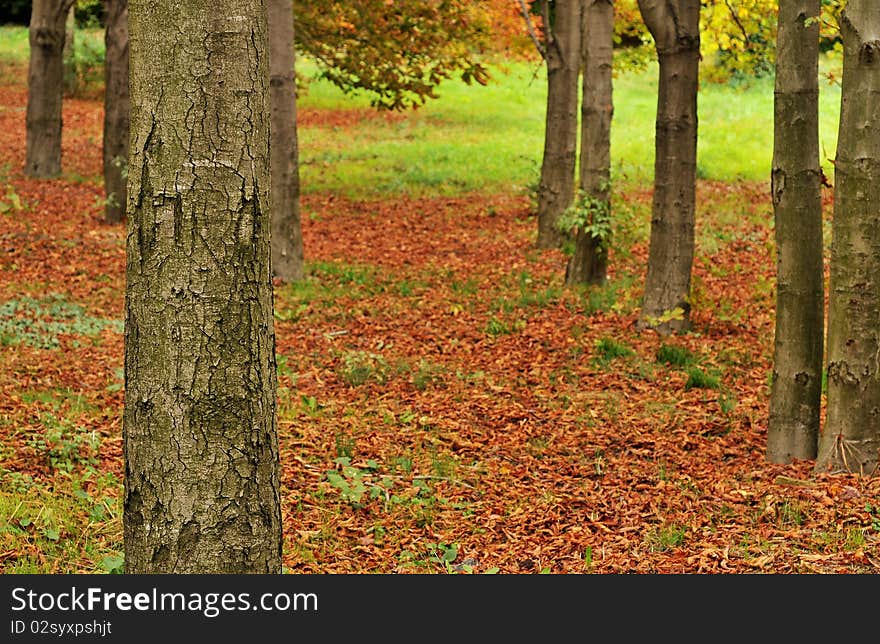 The beauty of autumn in the forest