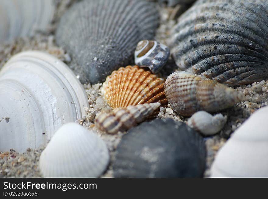 Breton shell