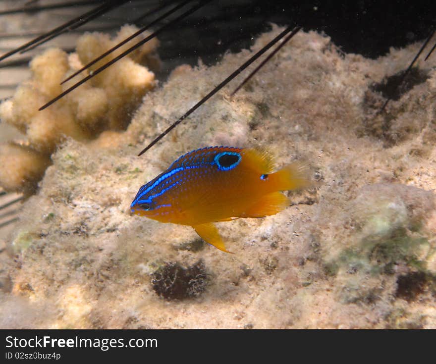 Colorful Chrysiptera in the red Sea.