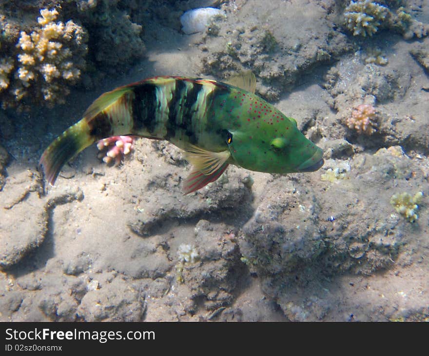 Broomtail cheilinus in the red sea.