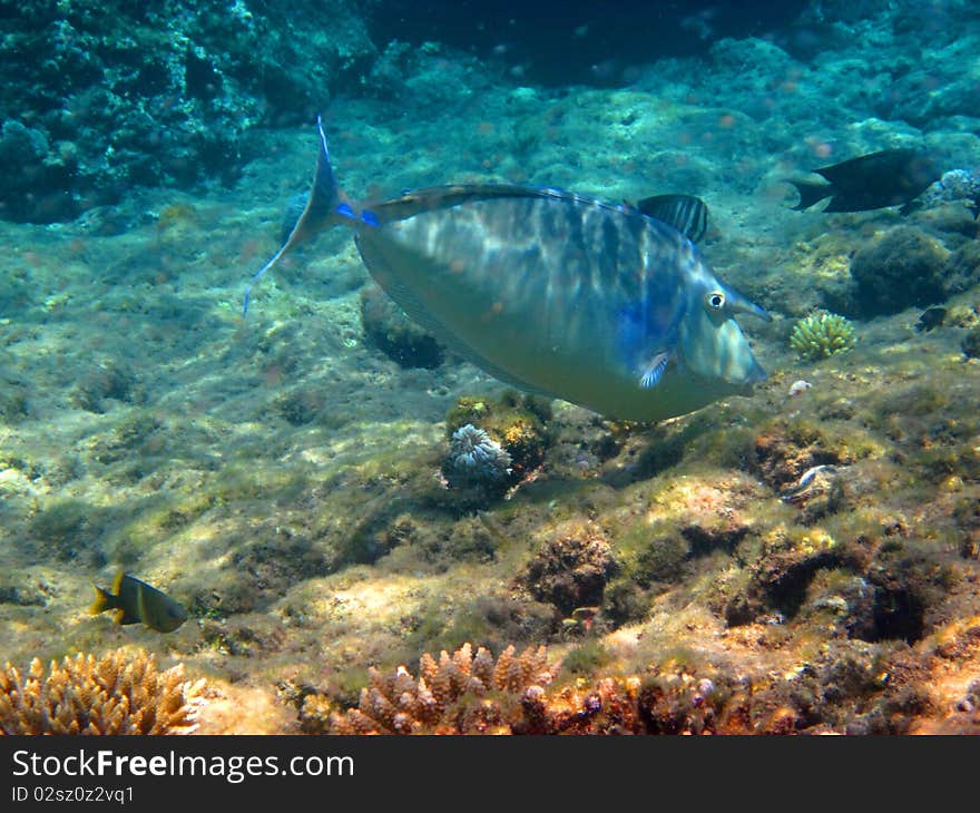 Naso unicornis swimming in the red sea