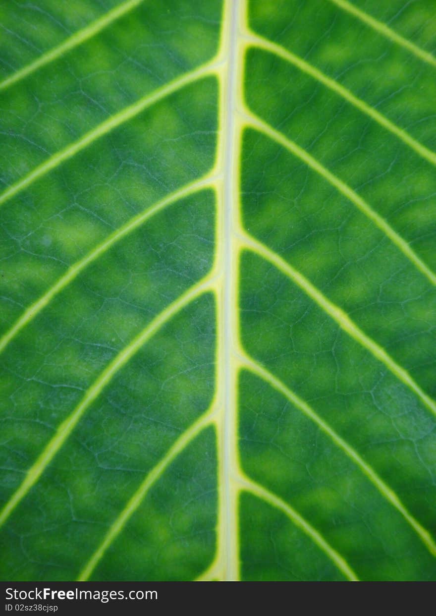 Abstract line on green leaf. Abstract line on green leaf