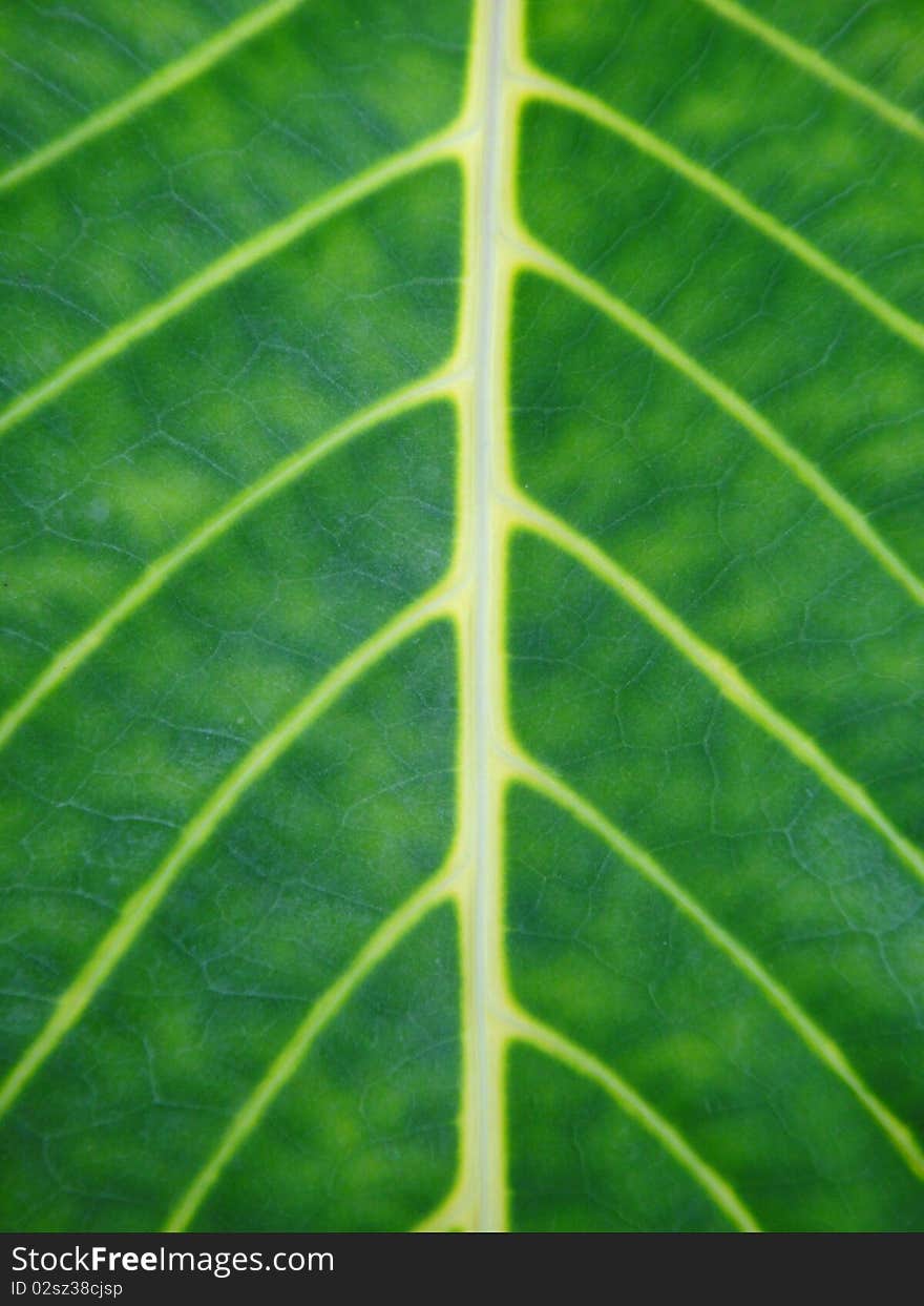 Line on leaf