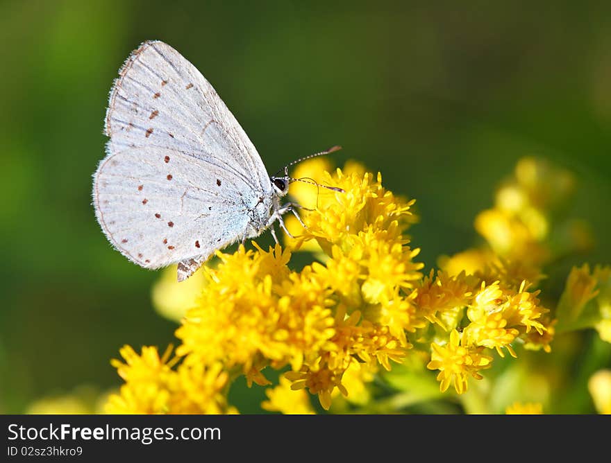 Butterfly On Yellow Flower