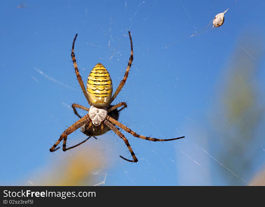 European white - yellow spider with blue background ( Argiope bruennichi )