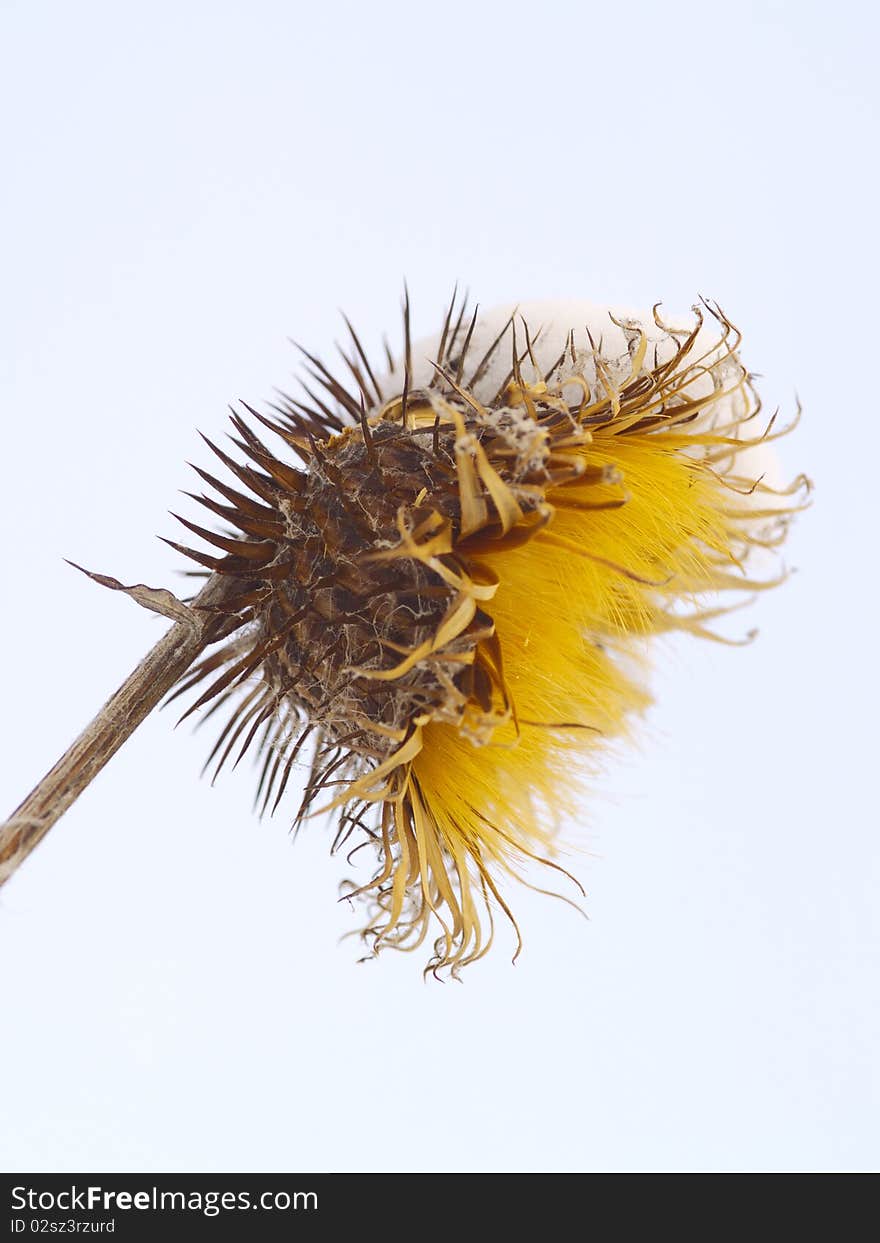 Dry prickly fruit of a burdock in the winter. Dry prickly fruit of a burdock in the winter