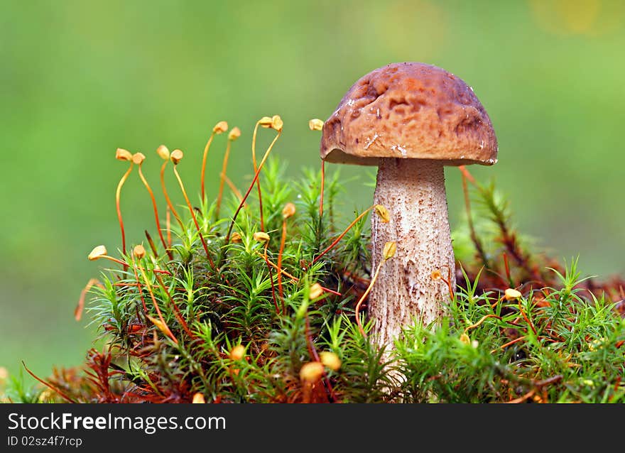 Brown mushroom in moss - Leccinum scabrum. Brown mushroom in moss - Leccinum scabrum