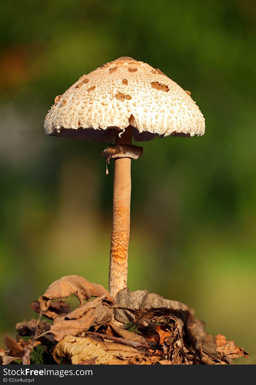 White Mushroom Cystolepiota