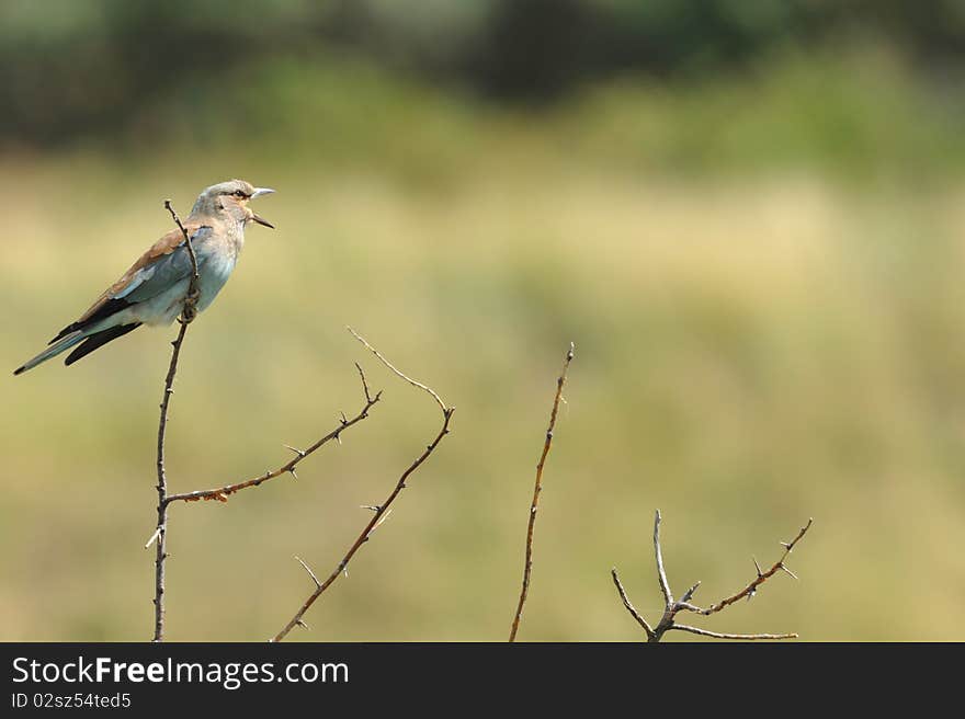 European roller