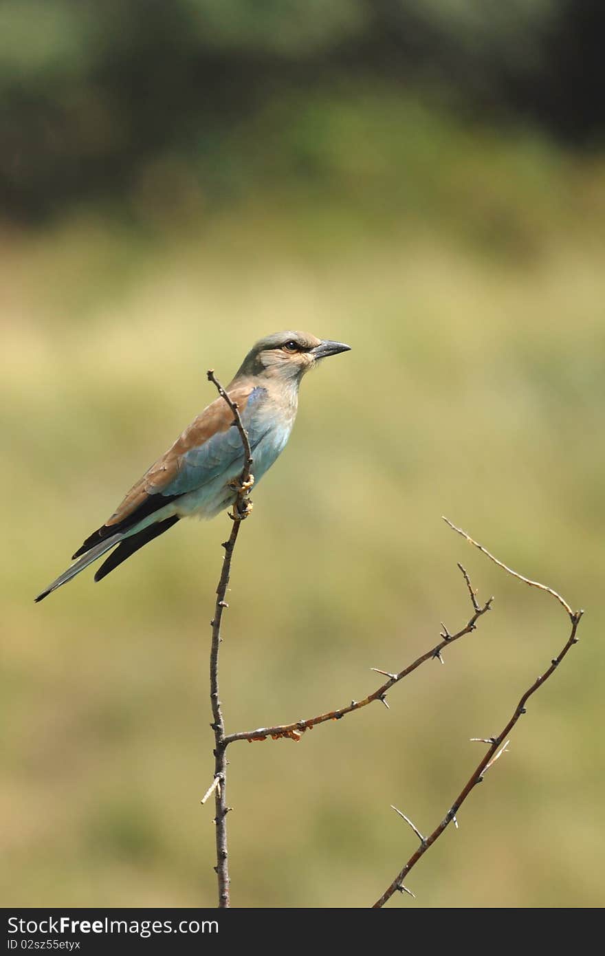 European Roller