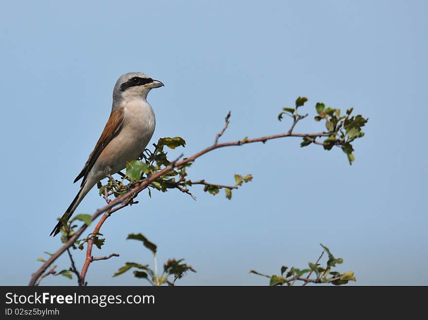 Shrike in tree