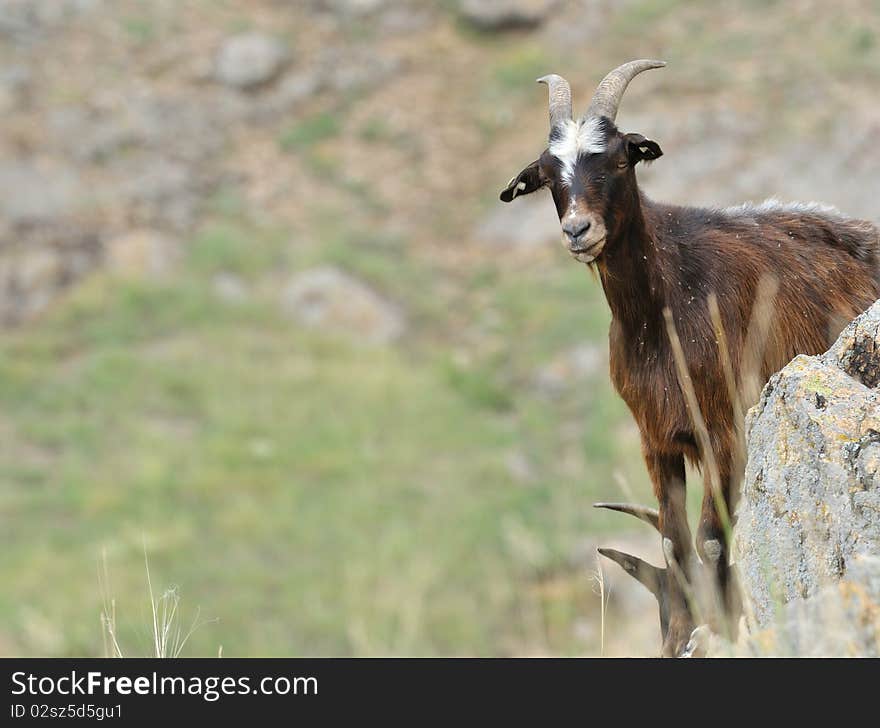 Brown goat watching in distance