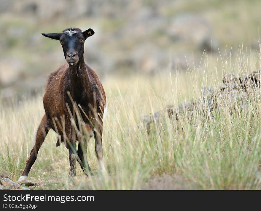 Brown goat sitting in the grass