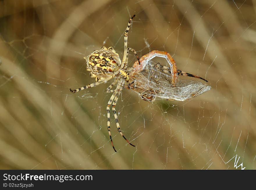 Spider Eating A Dragonfly