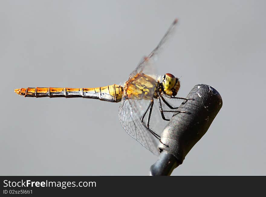 Nice Yellow Dragonfly - Sympetrum striolatum,