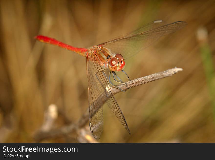 Red dragonfly sitting on branch