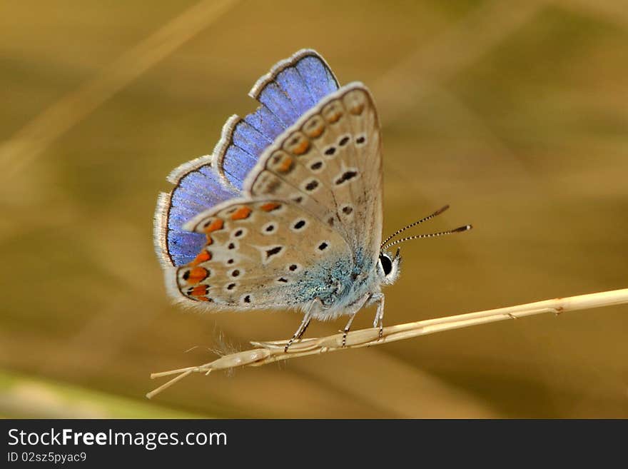 Blue and orange butterfly sitting on a branch. Blue and orange butterfly sitting on a branch