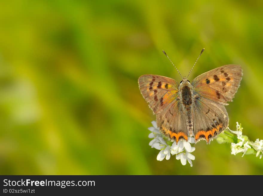 Colorful Butterfly