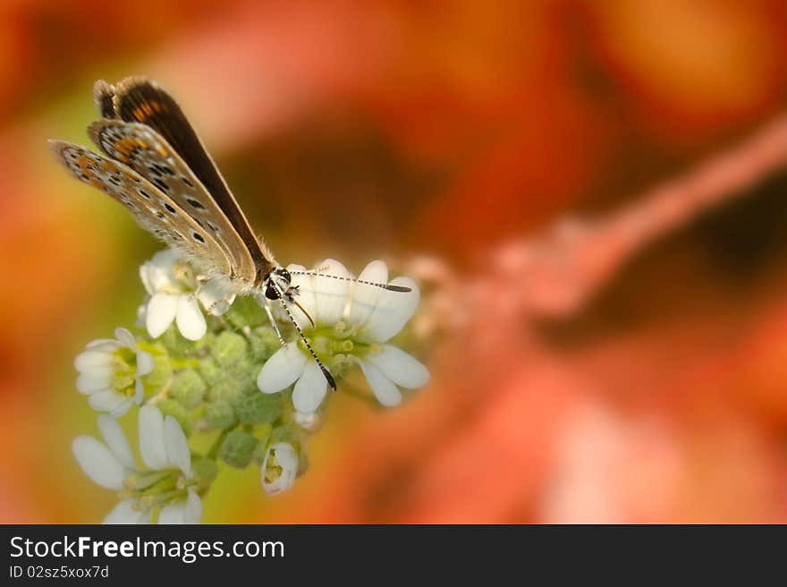 Colorful butterfly