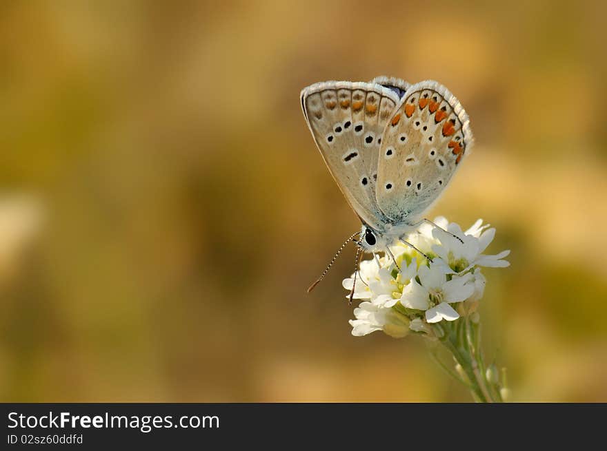 Colorful Butterfly