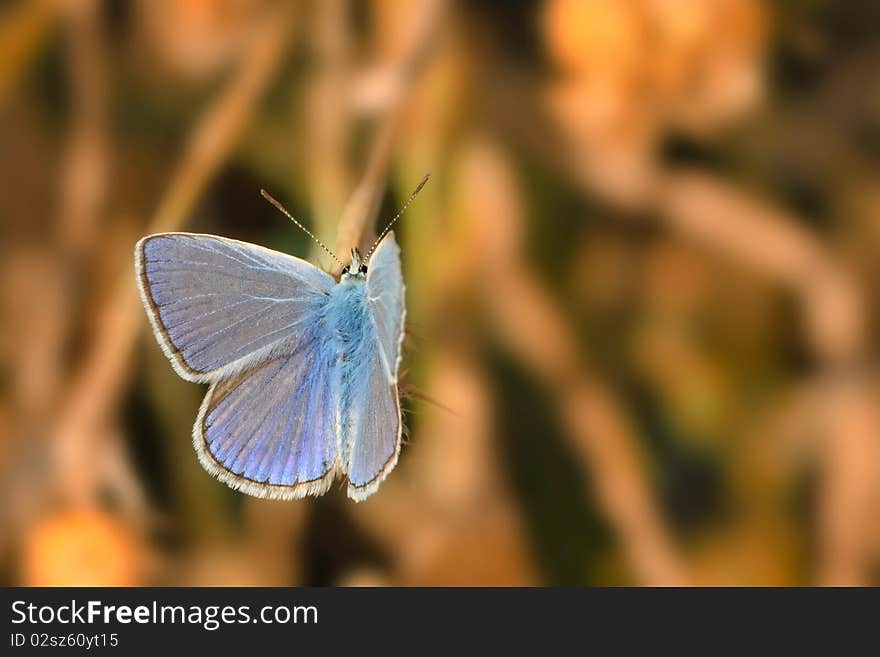 Blue butterfly