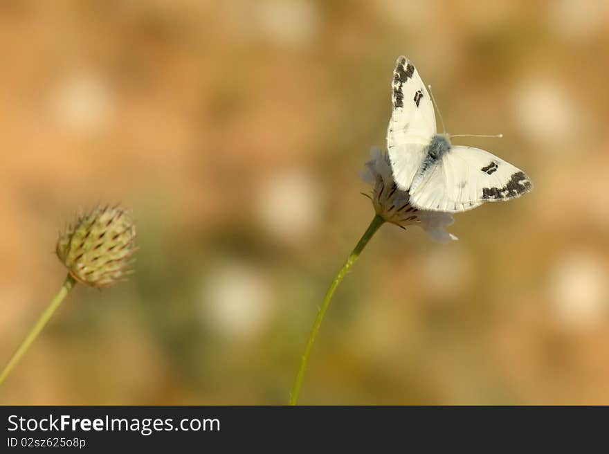 White Butterfly