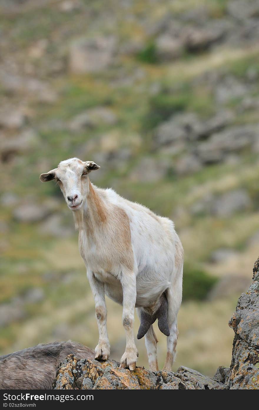 White goat