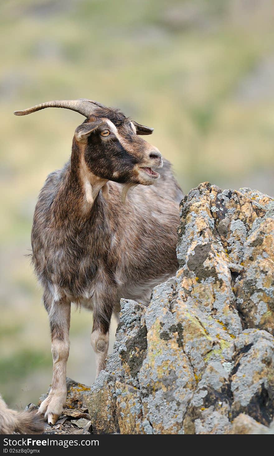 Brown goat sitting on a cliff