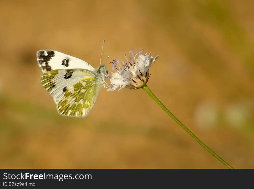 Green butterfly sitting on a flower