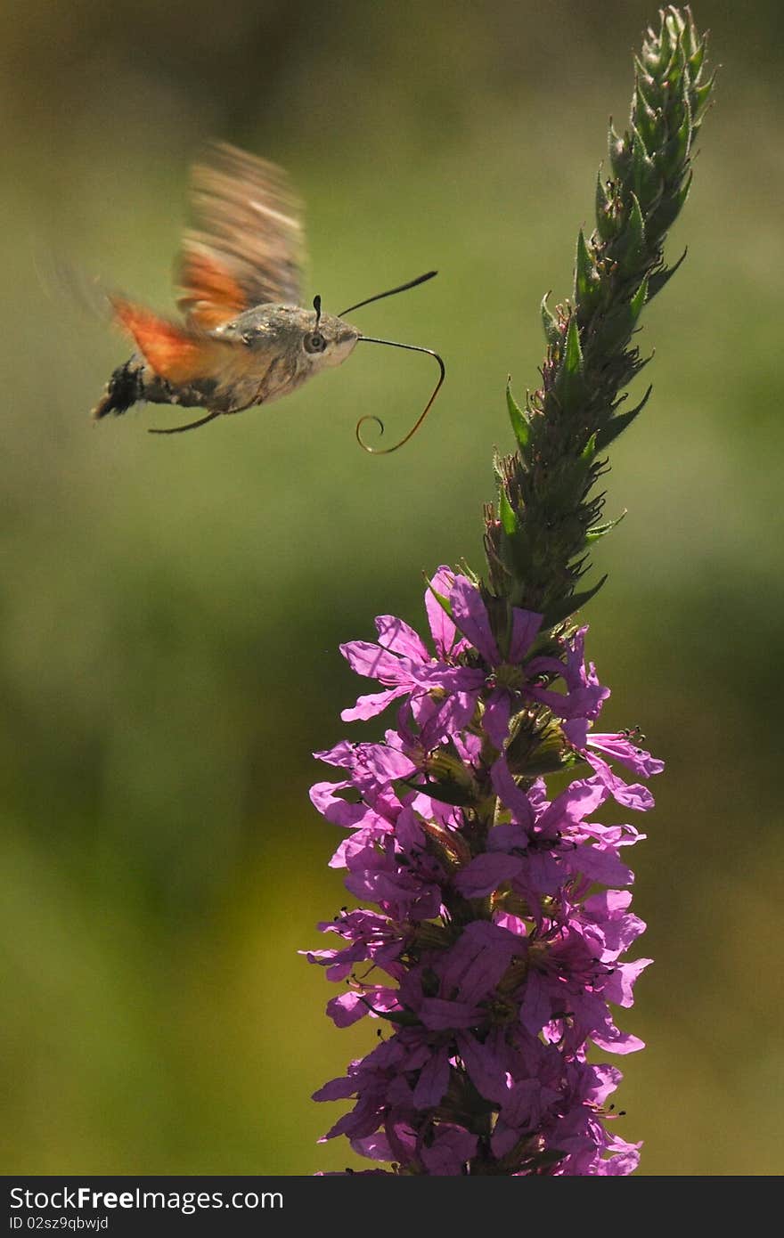 Colibri moth feeding while eating