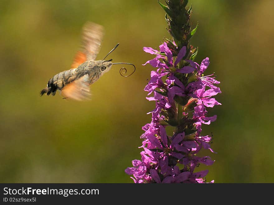 Colibri moth feeding while flying