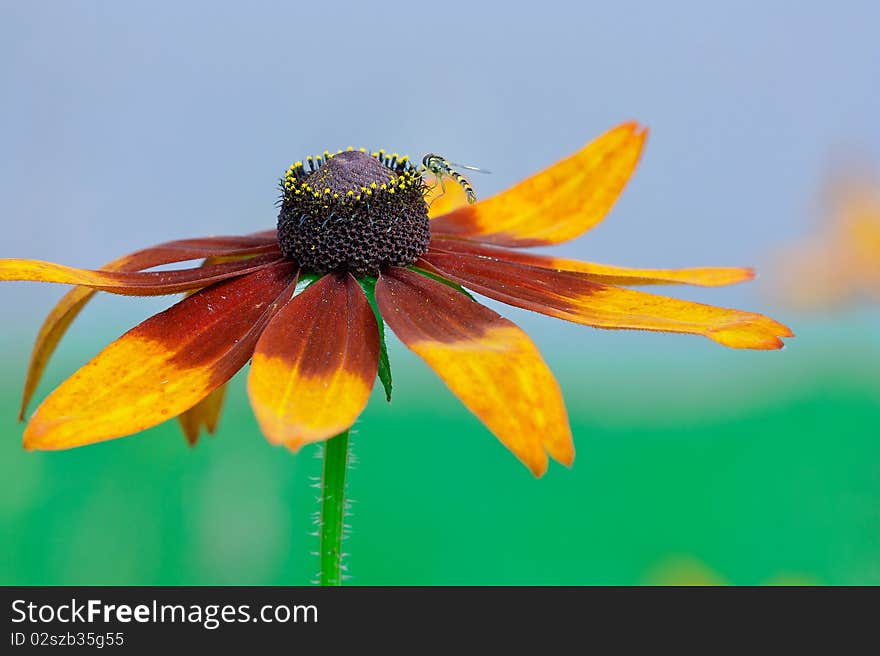 Picture with Rudbeckia and bee