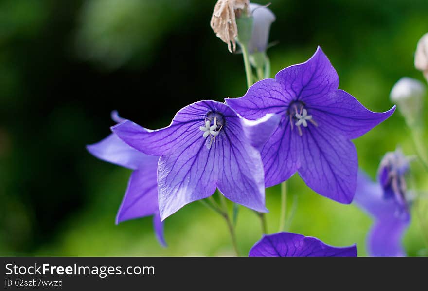 Campanula