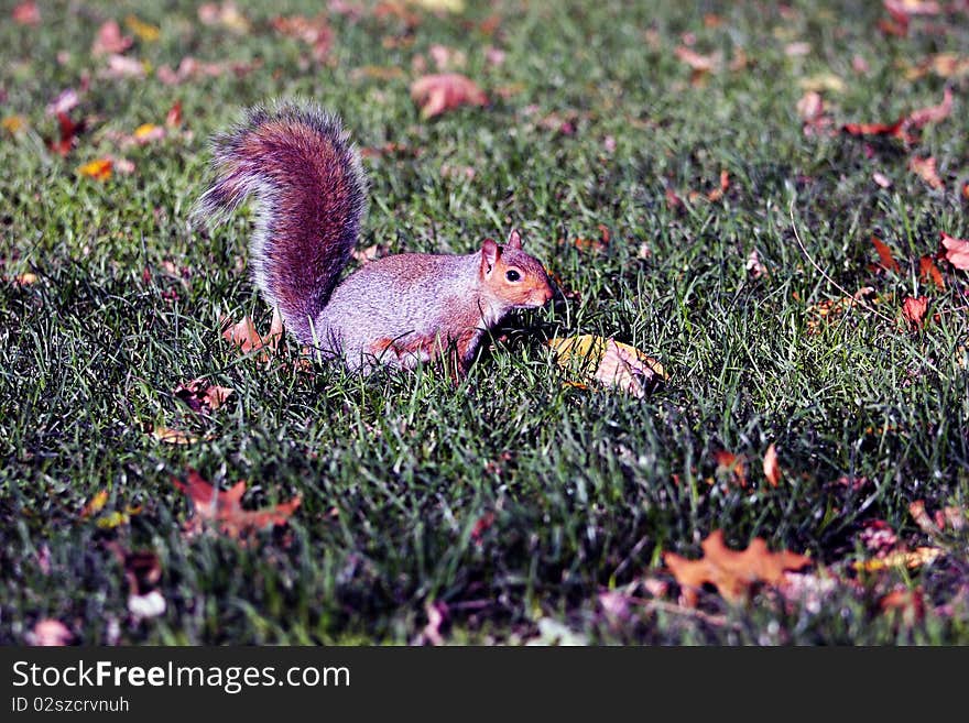 Squirrel standing on the back legs in a park