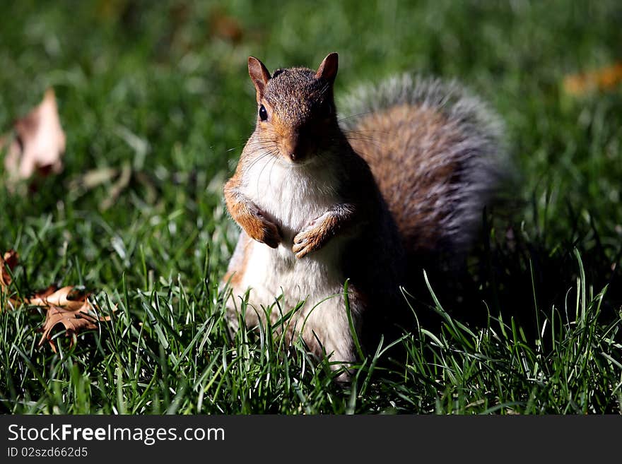 Squirrel standing on the back legs in a park