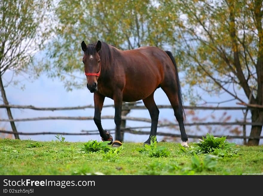 Beautiful Brown Horse Standing on Grass