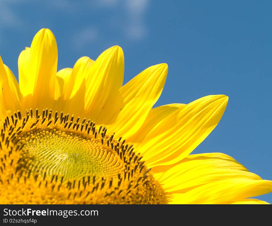 Bright juicy sunflower on background of blue sky