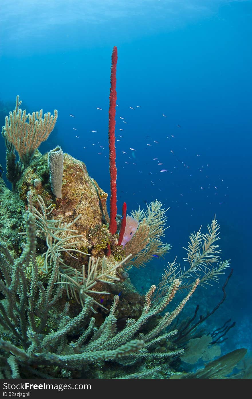 Underwater Coral gardens off the coast of Roatan Honduras. Underwater Coral gardens off the coast of Roatan Honduras