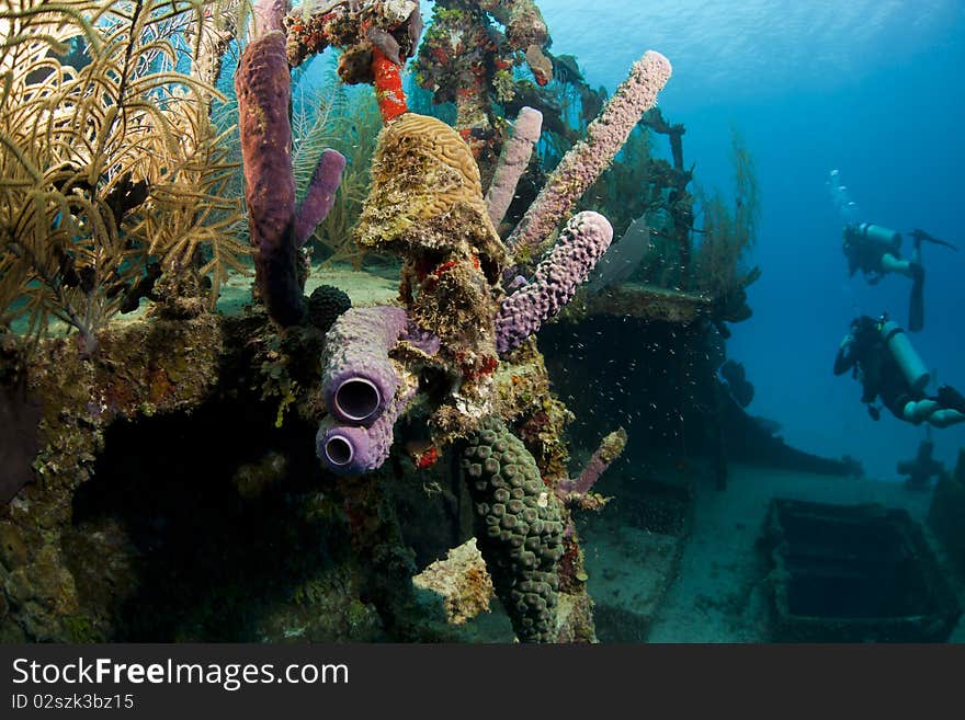 Coral Gardens On Shipwreck