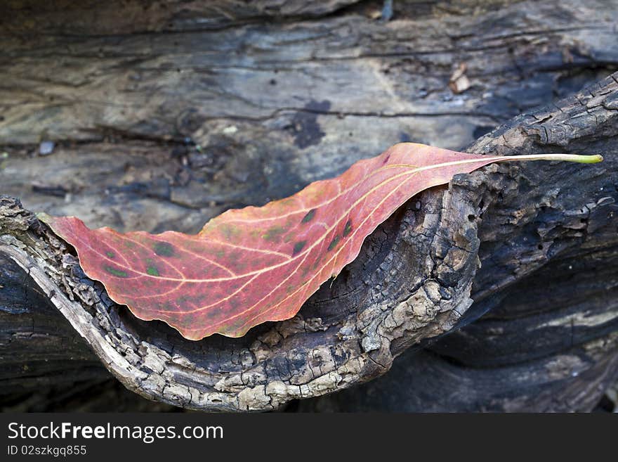 Autumn leaf on log