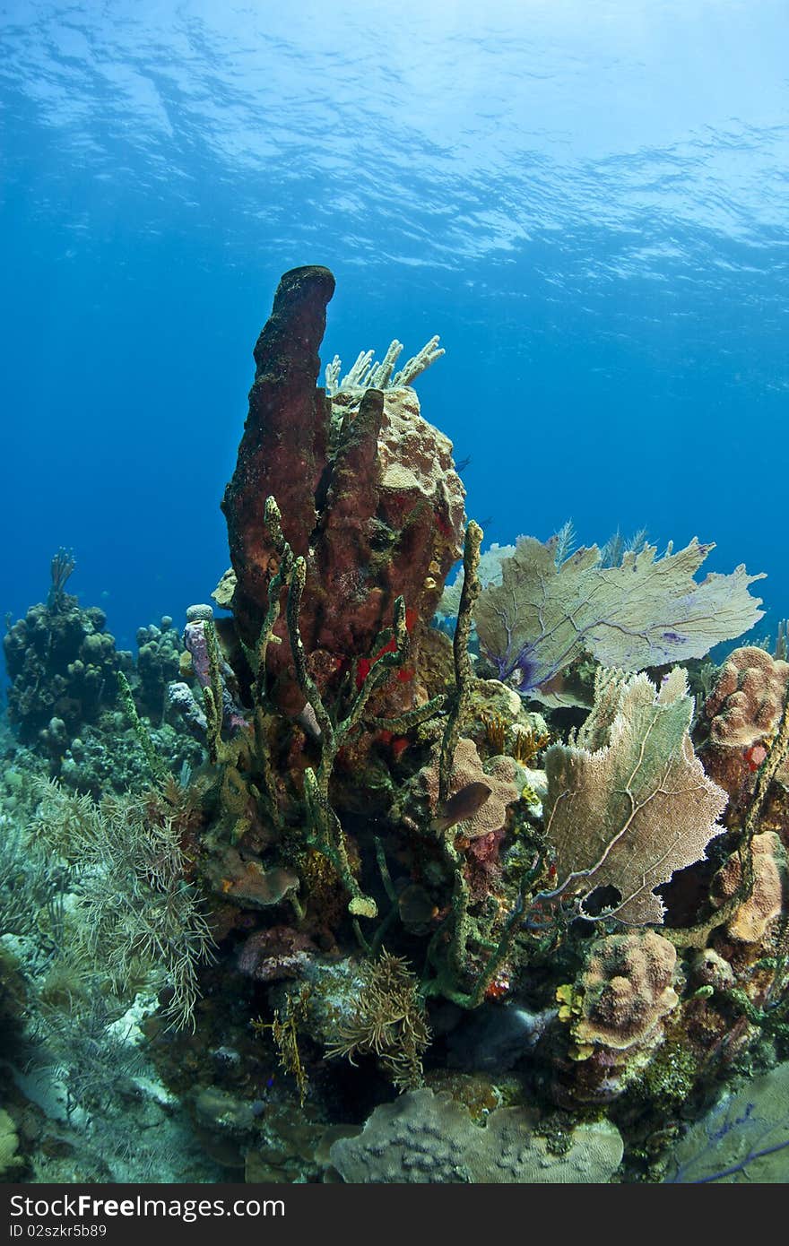 Underwater Coral gardens off the coast of Roatan Honduras. Underwater Coral gardens off the coast of Roatan Honduras