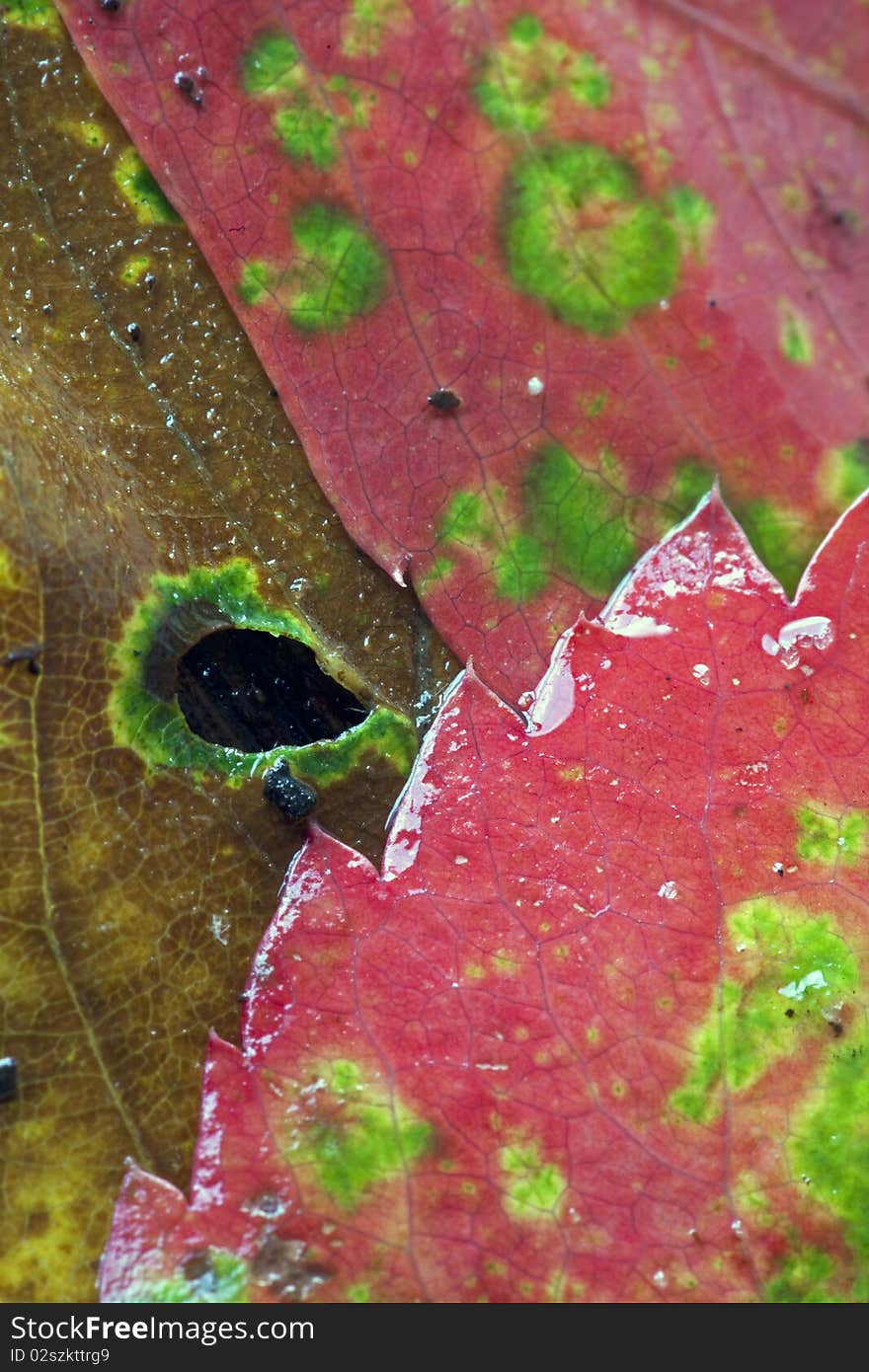 Autumn in Central Park with leaves on log