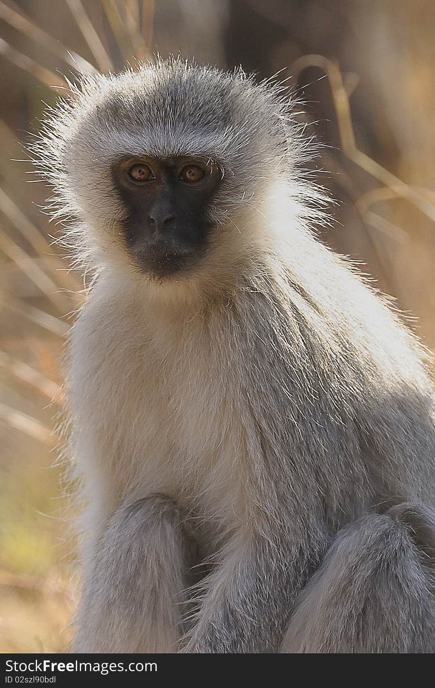 A vervet monkey sitting on the ground