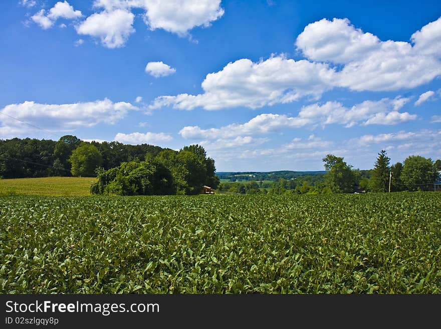 Crops and view