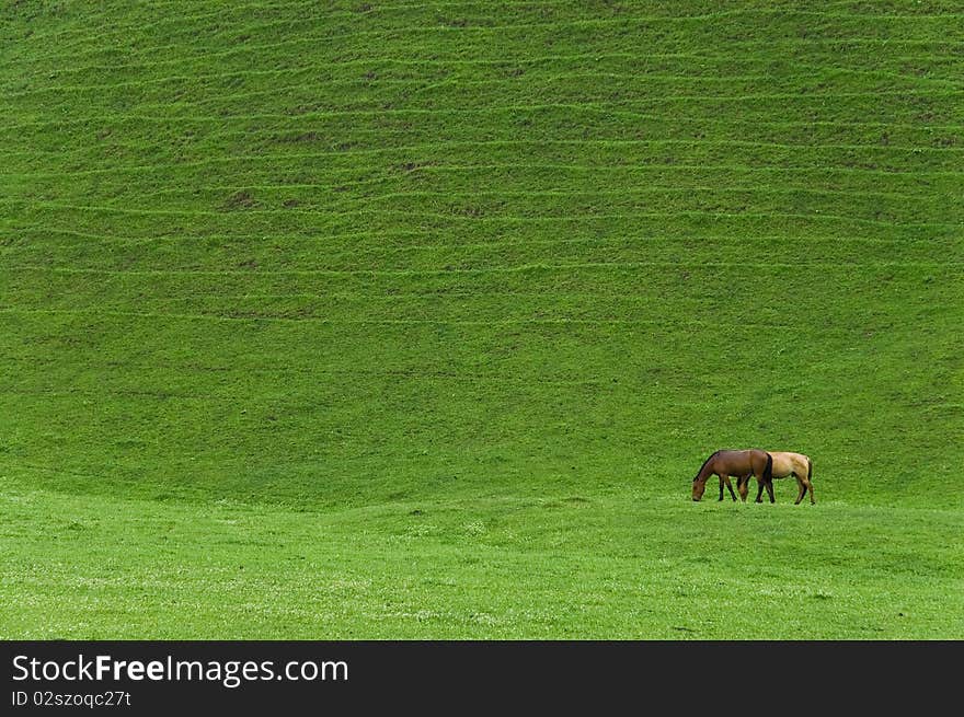 Beautiful horse couple on green meadow