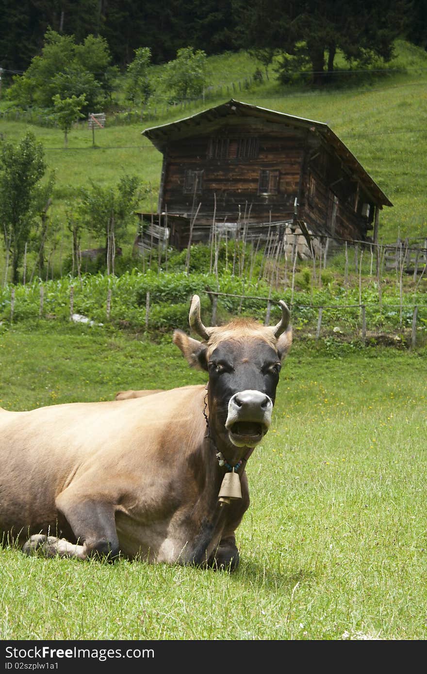 Funny portrait of a cow grazing