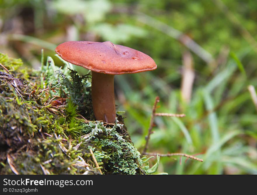 Fungus isolated in vegetazionw seen closely