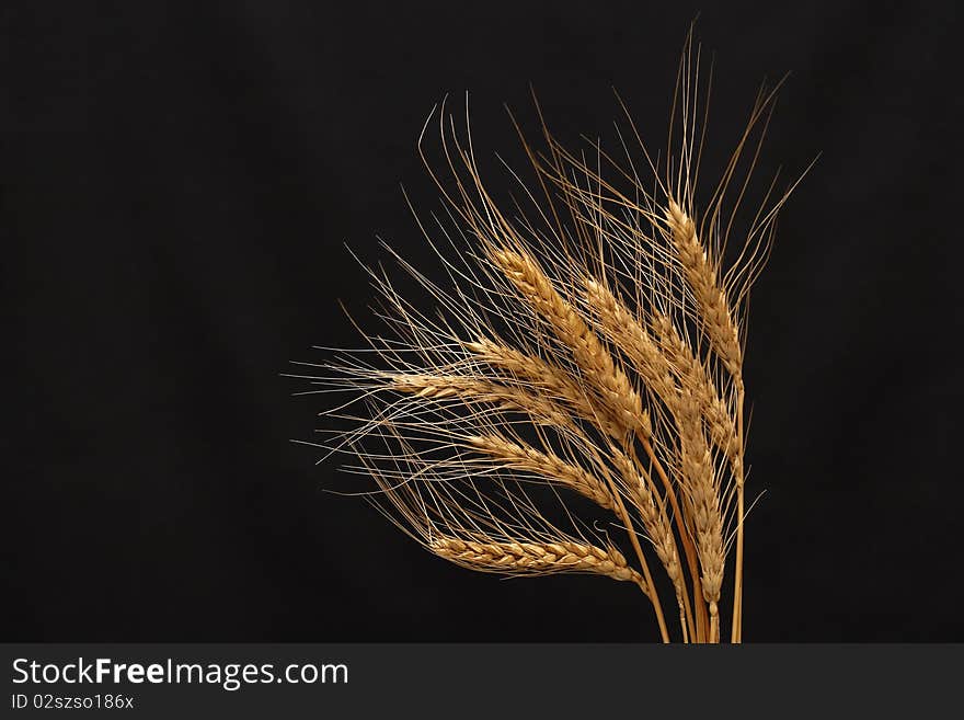 Wheat On Dark